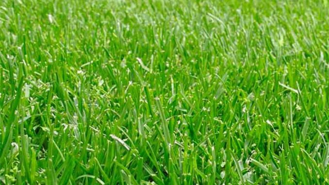 Can You Fertilize Wet Grass?