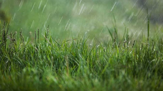 HOW MUCH RAIN IS TOO MUCH AFTER FERTILIZING