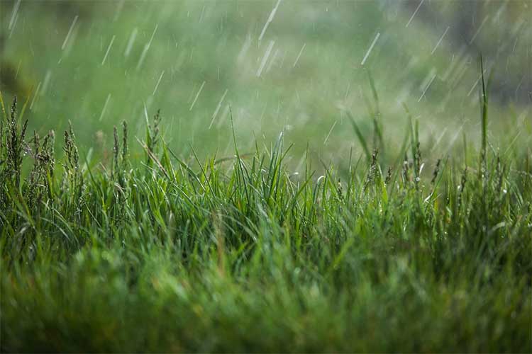 How Much Rain Is Too Much After Fertilizing?