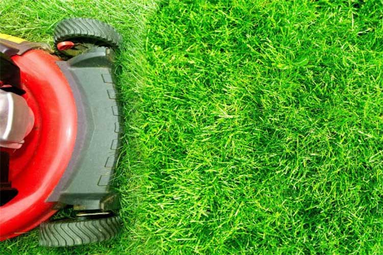 How Soon Can You Mow Your Lawn After Fertiliziing It?