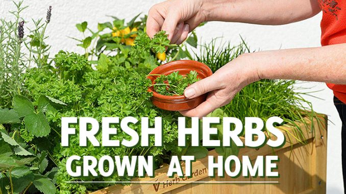 Growing Fresh Herbs at Home