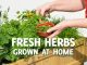 Growing Fresh Herbs at Home