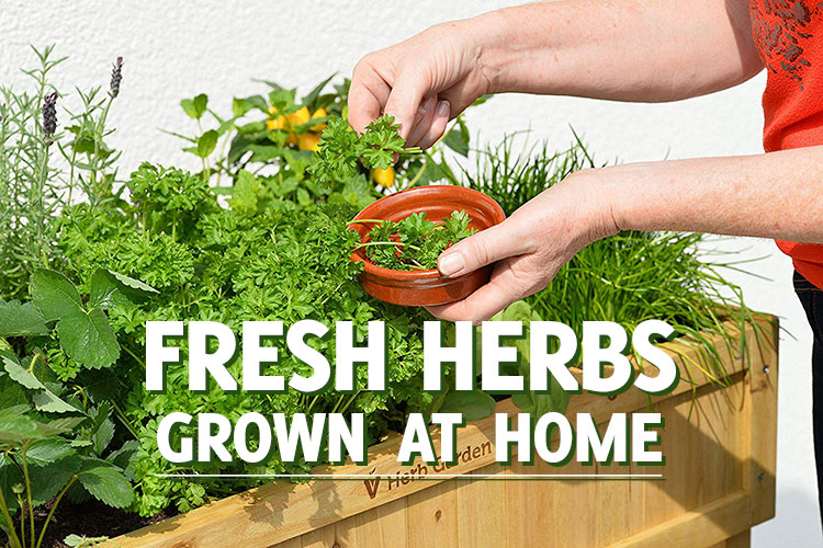 Grow Your Own Herbs at Home!