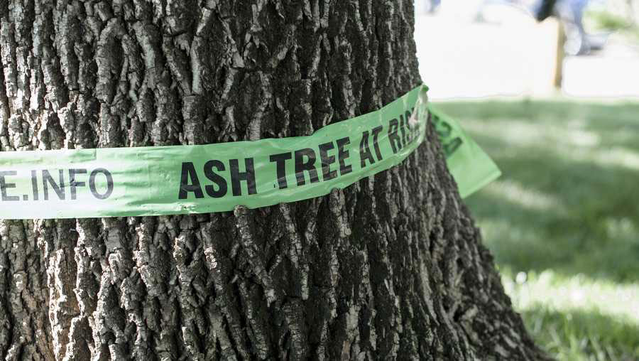 Ash tree diseases and pests