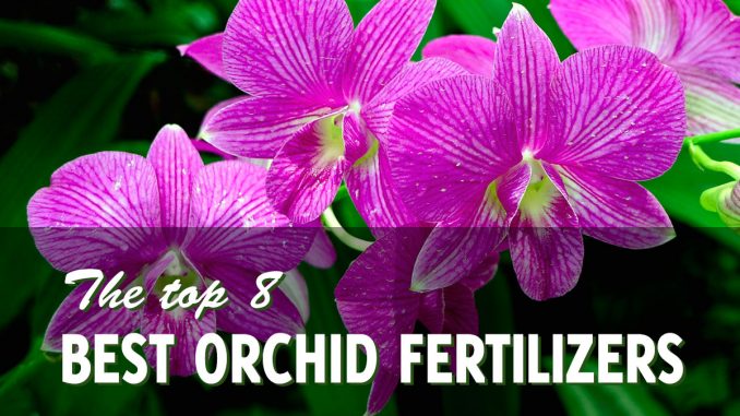 Best Fertilizer for Orchids
