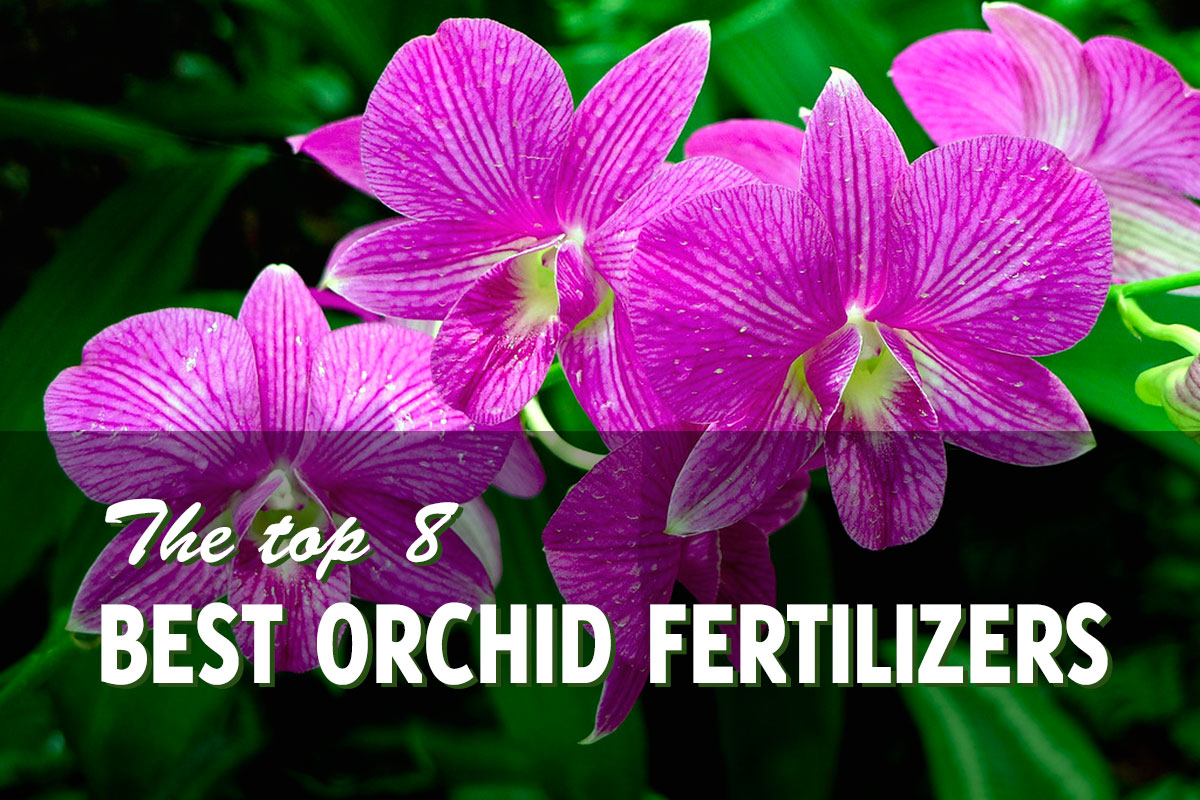 Best Fertilizer For Orchids The Top 8 Reviews Of 2020 Gardenhugs Com