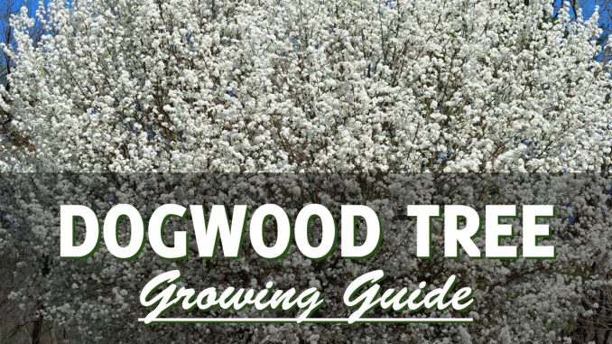 Dogwood Tree Growing Guide