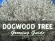 Dogwood Tree Growing Guide