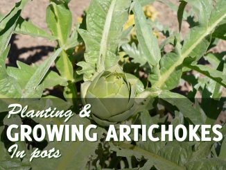 Growing Artichokes in Pots