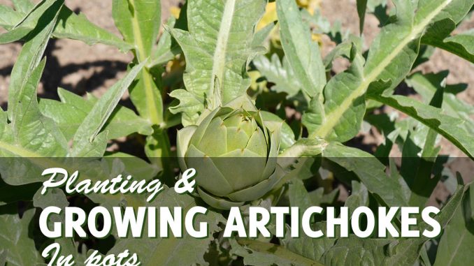 Growing Artichokes in Pots