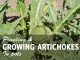 Growing Artichokes in Pots