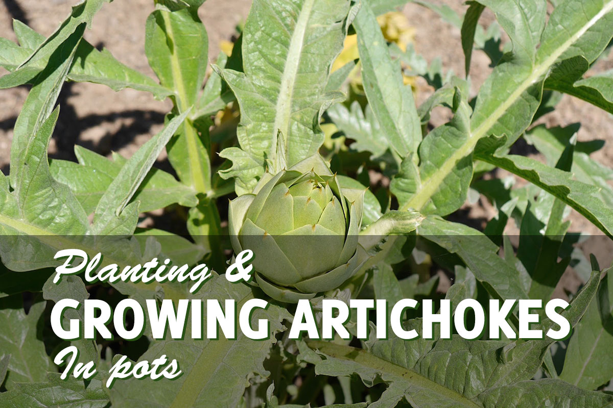 Successfully Growing Artichokes in Pots