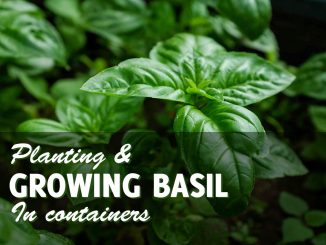 Growing Basil In Pots