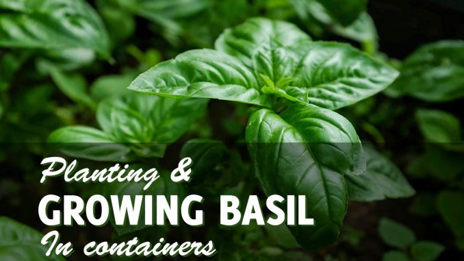 Growing Basil In Pots