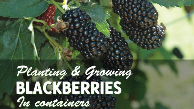 Growing Blackberries In Containers