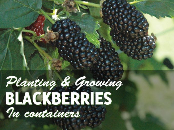 Growing Raspberries in Containers Successfully - GardenHugs.com