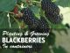 Growing Blackberries In Containers