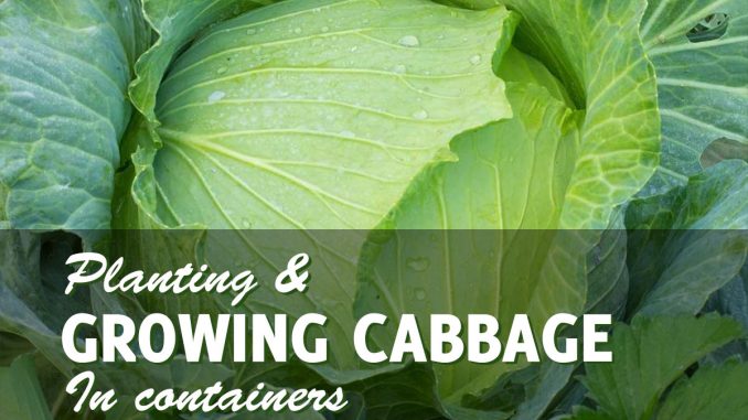 Growing Cabbage in Containers