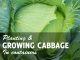 Growing Cabbage in Containers