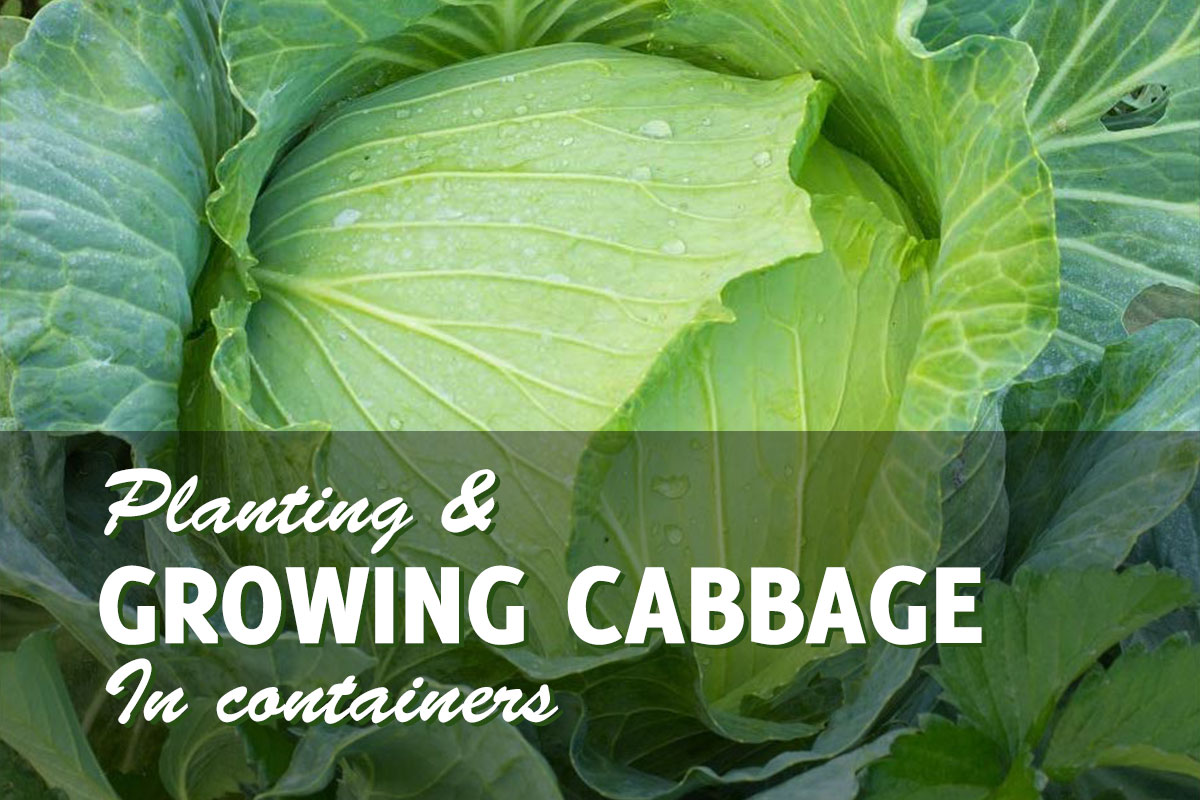 Growing Cabbage in Containers Is Simple