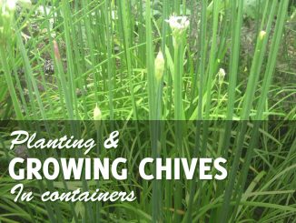 Growing Chives In Pots