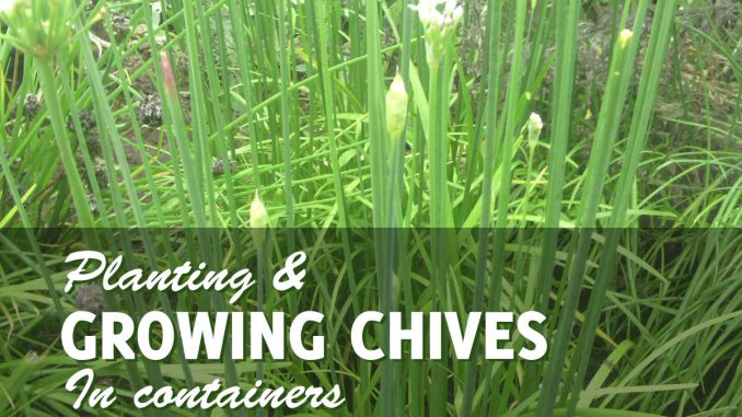 Growing Chives In Pots