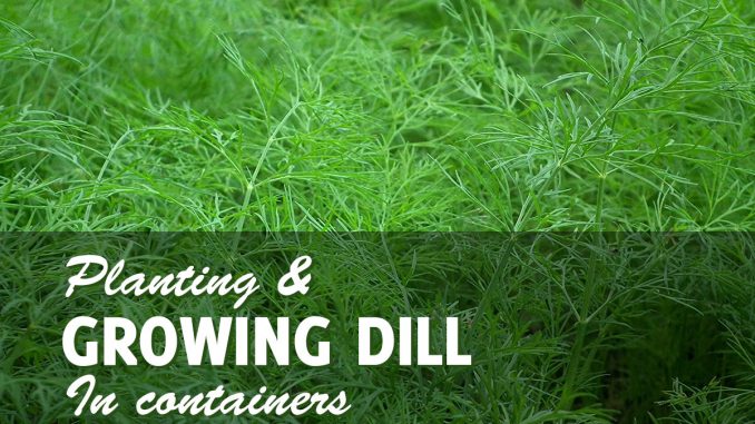 Growing Dill In Pots