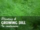 Growing Dill In Pots
