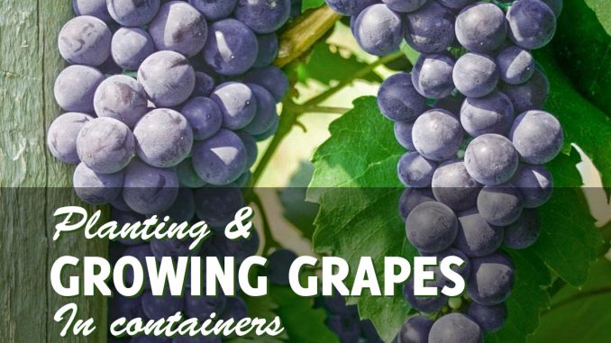 Growing Grapes in Containers