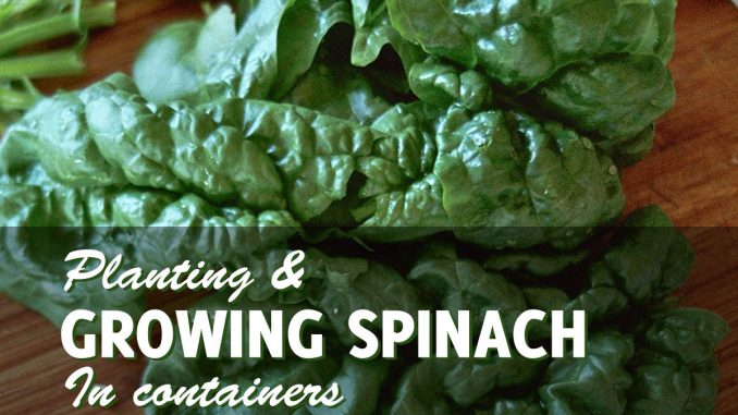 Growing Spinach In Containers