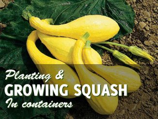 Growing Squash In Containers