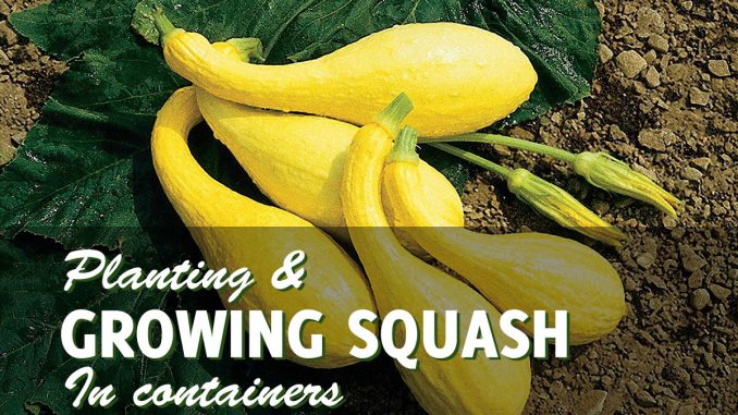 Growing Squash In Containers