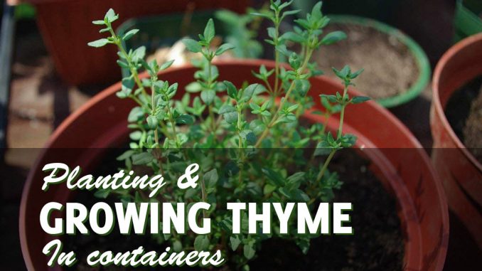 Growing Thyme In Pots