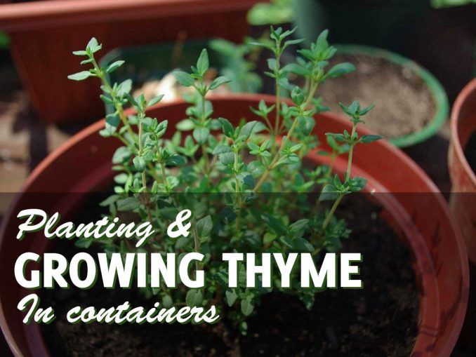 Growing Dill in Pots Is Ridiculously Simple