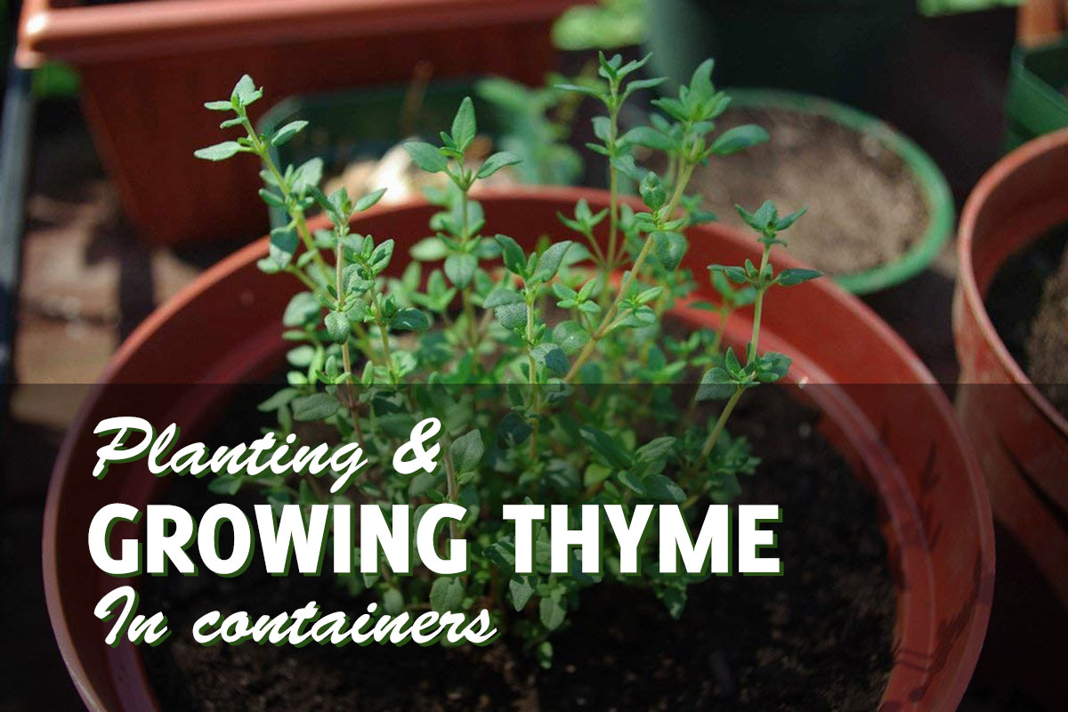growing thyme timelapse