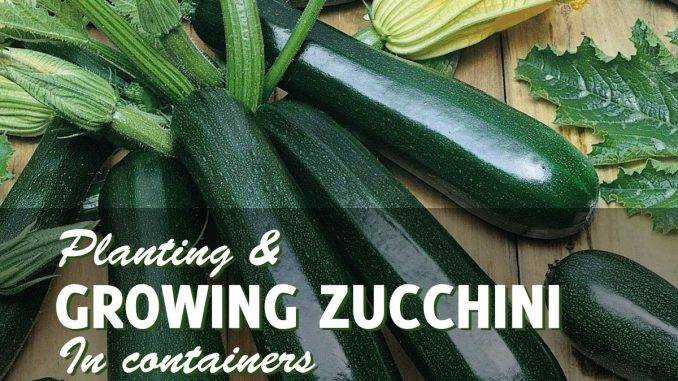 Growing Zucchini In Containers