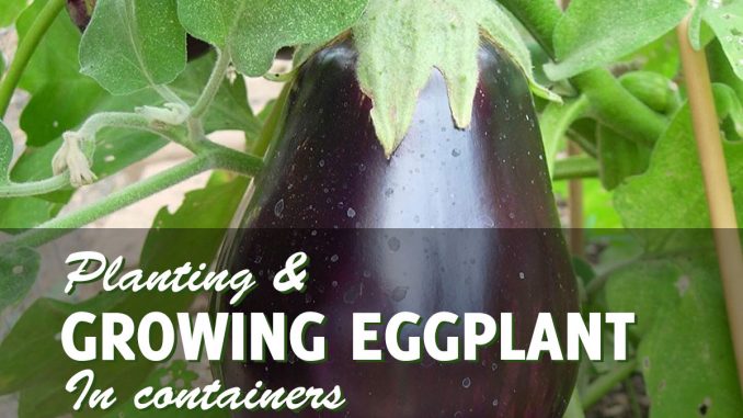 Growing eggplant in conainters