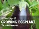 Growing eggplant in conainters