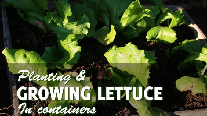 Growing lettuce in containers