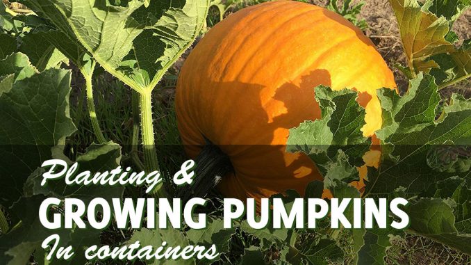 Growing pumpkins in containers