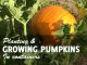 Growing pumpkins in containers