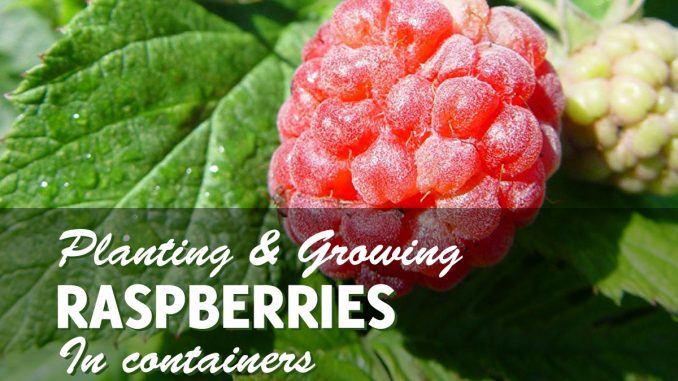 Growing raspberries in containers