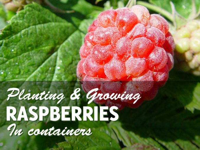 Growing Blackberries in Containers All Year Round