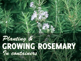 Growing rosemary in pots
