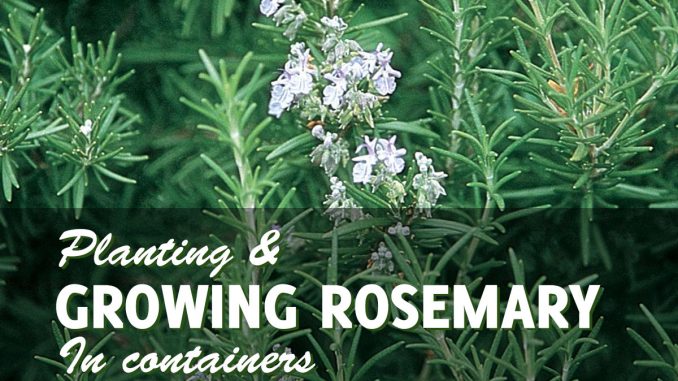 Growing rosemary in pots