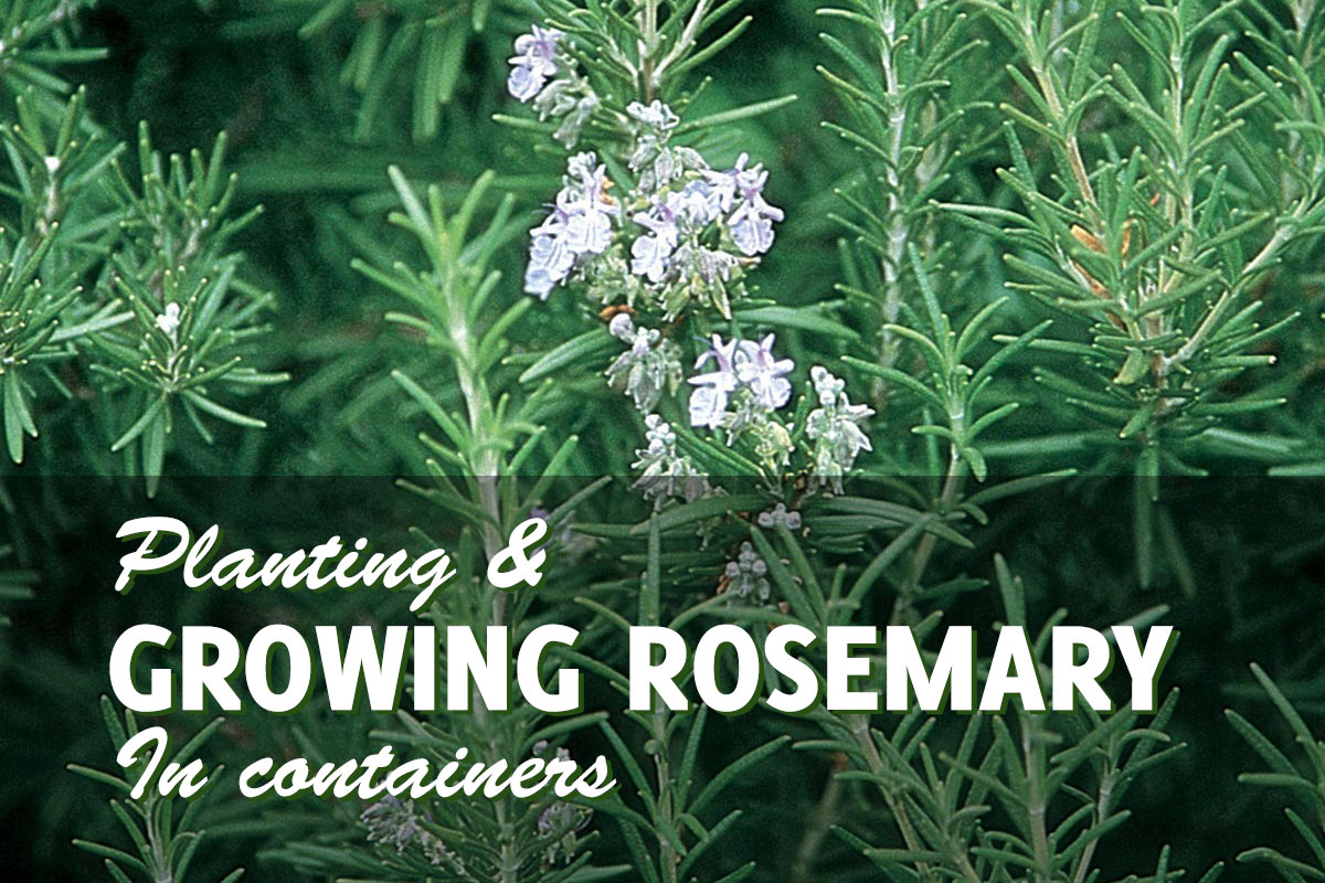 Growing Rosemary In Pots Harvest Year After Year Gardenhugs Com,Bean Curd Soup