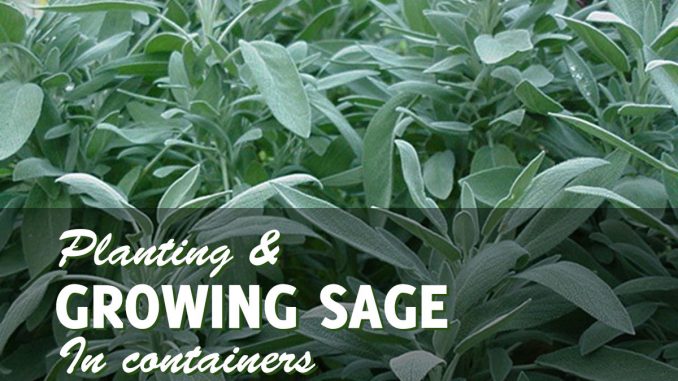 Growing sage in pots