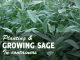 Growing sage in pots