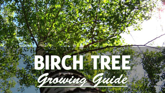 How to grow a birch tree