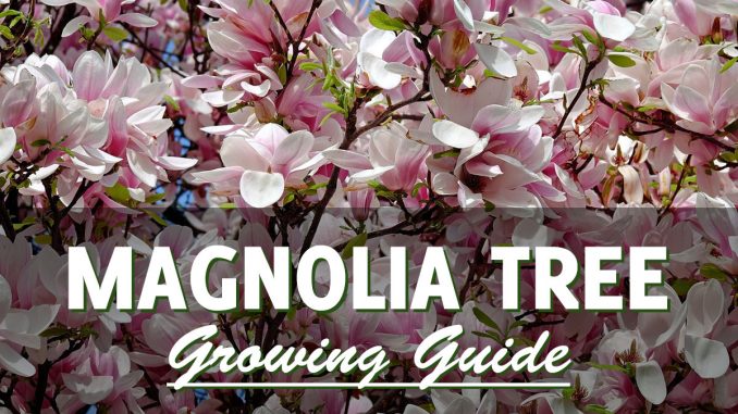 How to grow a magnolia tree